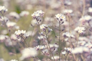 Spring blossoming wildflowers,  shallow DOF, pastel toned image