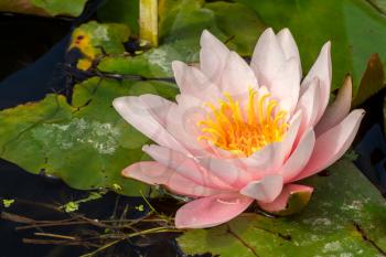 Beautiful pink waterlily or lotus flower in a wild pond