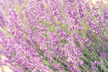 Summer blooming lavender background, selective focus, shallow DOF