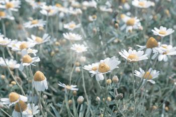  Chamomile flower field,Chamomile in the nature. Filtered image.