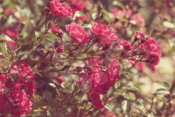 Bush of beautiful roses in a garden. Filtered image.