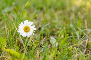 Daisy flower - wild chamomile in a green meadow 