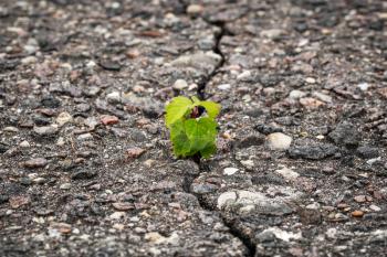 New plant grow in a cracked asphalt. Rising sprout on dry ground.