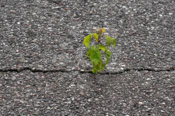 Young tree grow in a cracked asphalt. Rising sprout on dry ground.