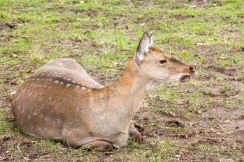 Wild deer Sika lying on the grassland