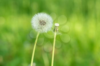 Two dandelions seed heads in green grass