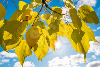 Autumnal yellow leaves glowing in sunlight against sky background