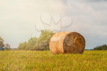Haystack in summer field. Big round bale of straw in the field.