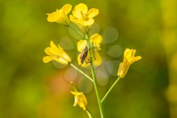 The forest bug sitting on the yellow flower