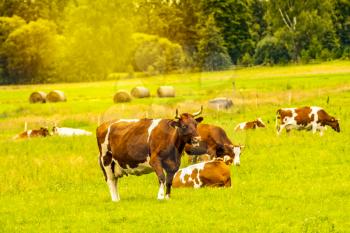 Dairy cow herd in a green grass field