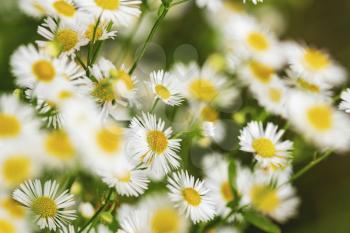 Wild daisy flowers growing on meadow, white chamomiles on green grass background. Shallow DOF.