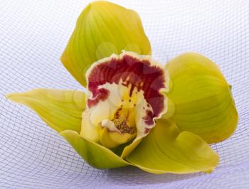 Elegant green orchid on the textile background