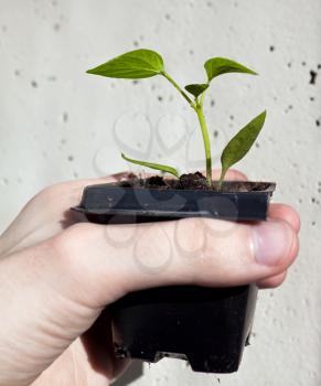 Sprout in soil in the human hand