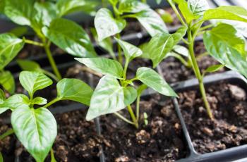 Young pepper plants in soil