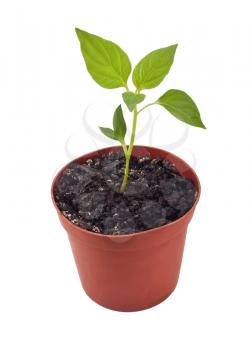Plant in pot with soil over white backround