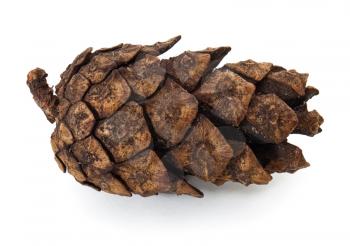 Fir cone on the white background