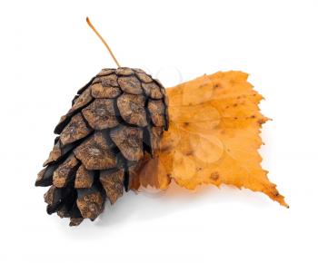 Pine cone on the autumn tree leaf