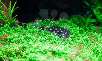 Aquarium black catfish with white dots 