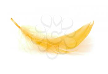 Yellow feather on the white background