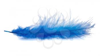 Blue feather on the white background