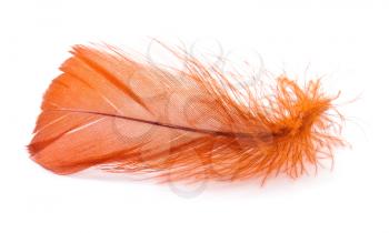 Orange feather on the white background