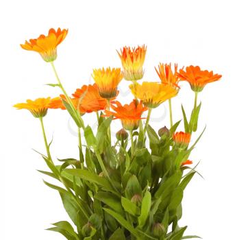 Bunch of the calendula flowers on white background
