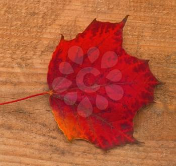 Red autumn maple lea on wooden background