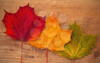 Maple leaves with different colors on wood background