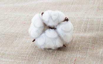 Cotton plant on the cotton texture