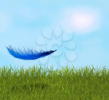 Feather in the sunny field