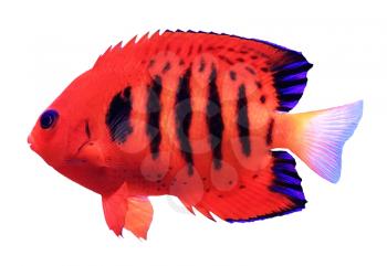 Red tropical fish - Centropyge loricula
