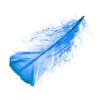 Blue plume or feather on white background