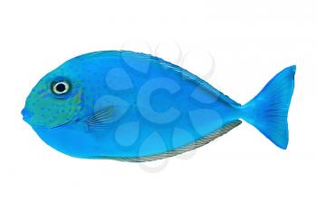 Blue exotic tropical fish siolated on white background