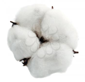 Cotton isolated on white background