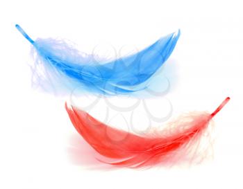 Two red and blue  feather on the white background