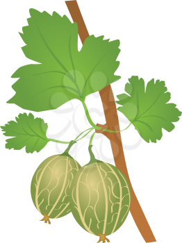 Royalty Free Clipart Image of Gooseberries on a Branch