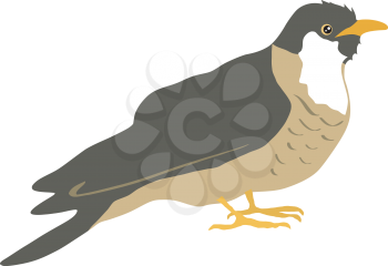 Illustration of cuckoo
