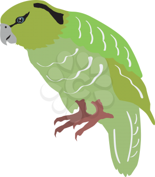 Illustration of kakapo