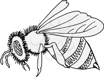 Hand drawn, vector, sketch illustration of bee