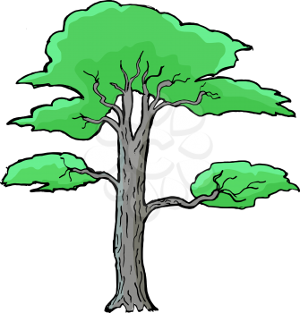 Hand drawn, vector, cartoon illustration of acacia