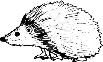 hand drawn, sketch, vector illustration of hedgehog