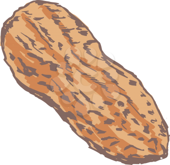 Royalty Free Clipart Image of a Peanut in a Shell
