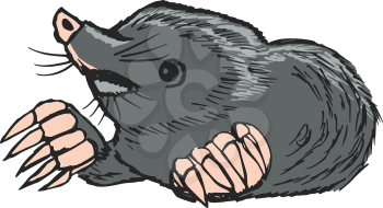 hand drawn, sketch, cartoon illustration of mole