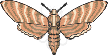 hand drawn, sketch, cartoon illustration of moth