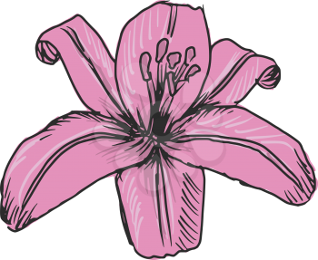 hand drawn, sketch, illustration of pink lily