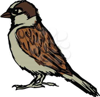 hand drawn, sketch, cartoon illustration of sparrow