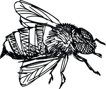 sketch, doodle, hand drawn illustration of bee