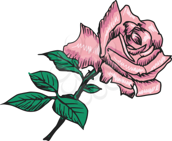 hand drawn, sketch, black illustration of rose
