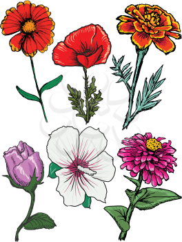 set of sketch illustration of flowers