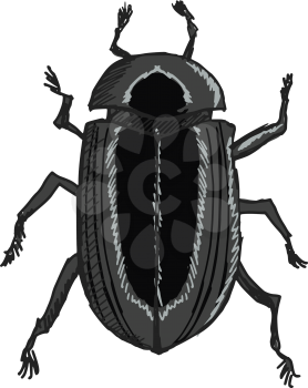 hand drawn, sketch, doodle illustration of scarab beetle